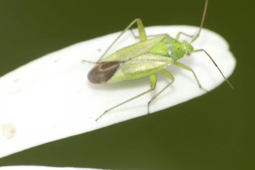 Closterotomus norwegicus